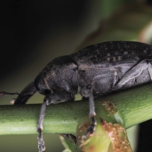 Larinus latus at Murrumbateman, NSW - 4 Sep 2023