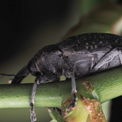 Larinus latus (Onopordum seed weevil) at Murrumbateman, NSW - 4 Sep 2023 by amiessmacro