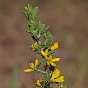 Genista monspessulana at O'Connor, ACT - 3 Sep 2023