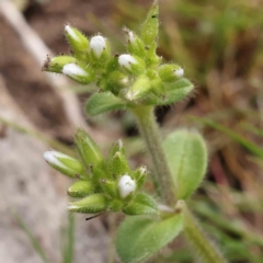 Cerastium glomeratum (Sticky Mouse-ear Chickweed) at Caladenia Forest, O'Connor - 4 Sep 2023 by ConBoekel