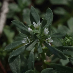 Poranthera microphylla (Small Poranthera) at Acton, ACT - 4 Sep 2023 by ConBoekel