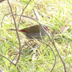 Neochmia temporalis (Red-browed Finch) at Caladenia Forest, O'Connor - 4 Sep 2023 by ConBoekel