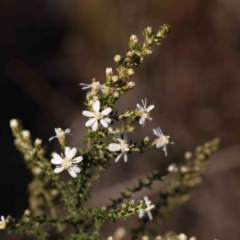 Olearia microphylla (Olearia) at O'Connor, ACT - 3 Sep 2023 by ConBoekel