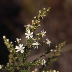 Olearia microphylla at O'Connor, ACT - 3 Sep 2023 10:35 AM