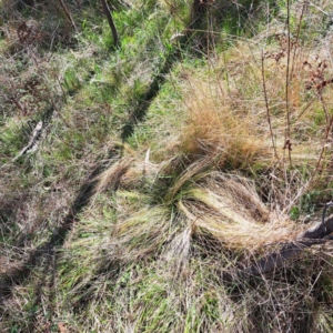 Nassella trichotoma at Watson, ACT - 4 Sep 2023