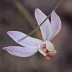 Caladenia fuscata (Dusky Fingers) at Acton, ACT - 4 Sep 2023 by ConBoekel