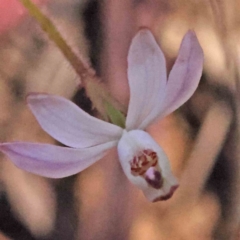 Caladenia fuscata at Acton, ACT - suppressed