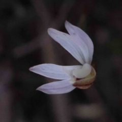 Caladenia fuscata at Acton, ACT - suppressed