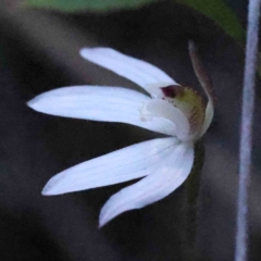 Caladenia fuscata (Dusky Fingers) at Caladenia Forest, O'Connor - 4 Sep 2023 by ConBoekel