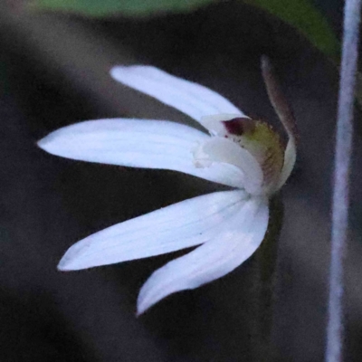 Caladenia fuscata (Dusky Fingers) at Acton, ACT - 4 Sep 2023 by ConBoekel