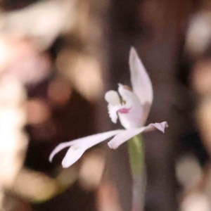 Caladenia fuscata at Acton, ACT - 4 Sep 2023