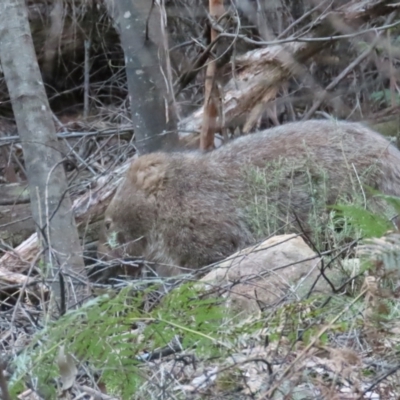 Vombatus ursinus (Common wombat, Bare-nosed Wombat) at Cotter River, ACT - 3 Sep 2023 by BenW