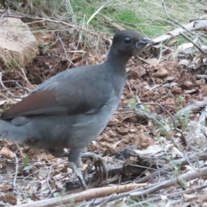 Menura novaehollandiae at Cotter River, ACT - 3 Sep 2023 05:31 PM