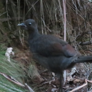 Menura novaehollandiae at Cotter River, ACT - 3 Sep 2023 05:31 PM