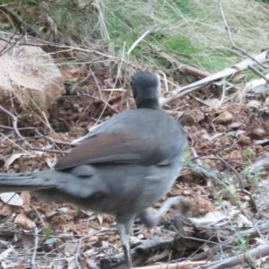 Menura novaehollandiae at Cotter River, ACT - 3 Sep 2023