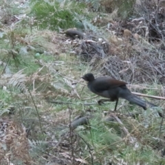 Menura novaehollandiae at Cotter River, ACT - 3 Sep 2023 05:31 PM