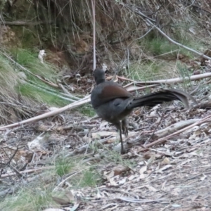 Menura novaehollandiae at Cotter River, ACT - 3 Sep 2023