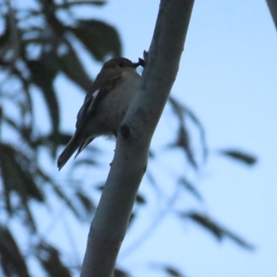 Petroica phoenicea (Flame Robin) at Cotter River, ACT - 3 Sep 2023 by BenW