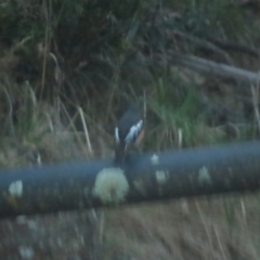 Petroica phoenicea at Cotter River, ACT - 3 Sep 2023 05:18 PM