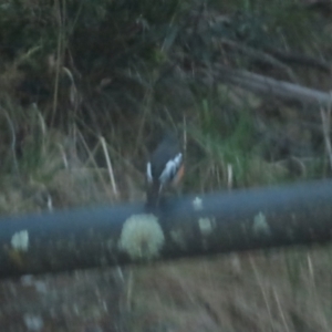 Petroica phoenicea at Cotter River, ACT - 3 Sep 2023