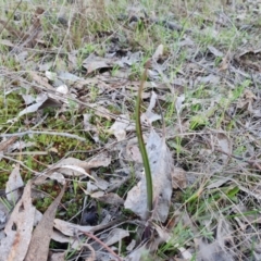 Thelymitra sp. at Jerrabomberra, ACT - 4 Sep 2023