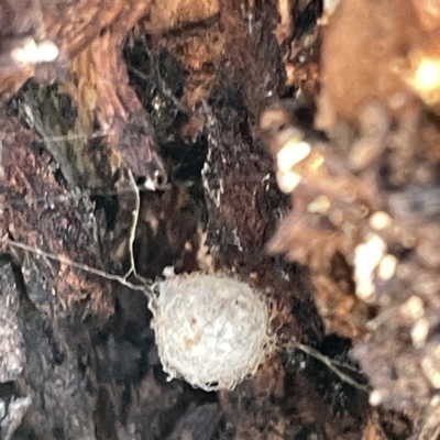 Australomimetus sp. (genus) (Unidentified Pirate spider) at Russell, ACT - 4 Sep 2023 by Hejor1