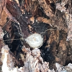 Australomimetus sp. (genus) at Russell, ACT - 4 Sep 2023 04:32 PM