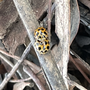 Harmonia conformis at Russell, ACT - 4 Sep 2023