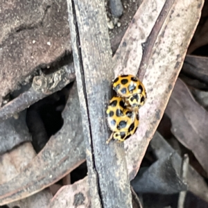 Harmonia conformis at Russell, ACT - 4 Sep 2023 04:45 PM