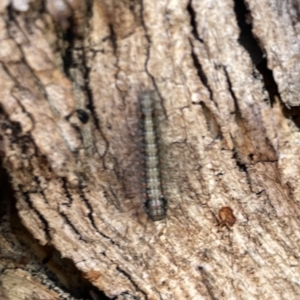 Anestia (genus) at Russell, ACT - 4 Sep 2023 04:54 PM