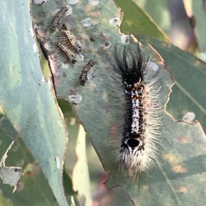 Lymantriinae (subfamily) at Russell, ACT - 4 Sep 2023 04:40 PM