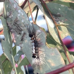 Lymantriinae (subfamily) at Russell, ACT - 4 Sep 2023