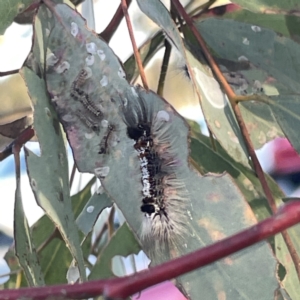 Lymantriinae (subfamily) at Russell, ACT - 4 Sep 2023 04:40 PM