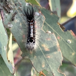 Lymantriinae (subfamily) at Russell, ACT - 4 Sep 2023