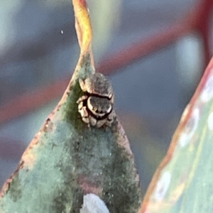 Simaethula sp. (genus) at Russell, ACT - 4 Sep 2023