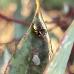 Simaethula sp. (genus) at Russell, ACT - 4 Sep 2023