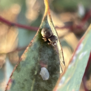 Simaethula sp. (genus) at Russell, ACT - 4 Sep 2023