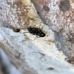 Myrmarachne sp. (genus) at Russell, ACT - 4 Sep 2023