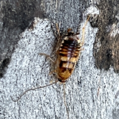 Robshelfordia sp. (genus) (A Shelford cockroach) at Russell, ACT - 4 Sep 2023 by Hejor1