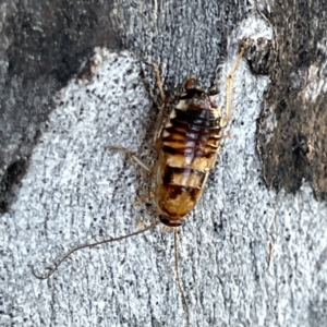 Robshelfordia sp. (genus) at Russell, ACT - 4 Sep 2023