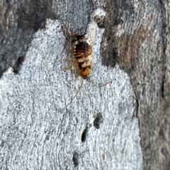 Robshelfordia sp. (genus) at Russell, ACT - 4 Sep 2023