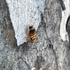 Robshelfordia sp. (genus) at Russell, ACT - 4 Sep 2023