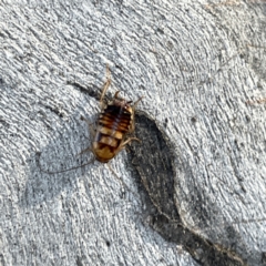 Robshelfordia sp. (genus) at Russell, ACT - 4 Sep 2023