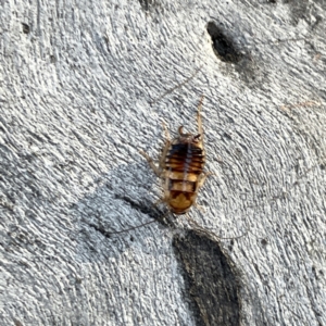 Robshelfordia sp. (genus) at Russell, ACT - 4 Sep 2023 04:22 PM