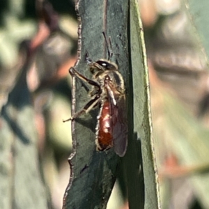 Lasioglossum (Parasphecodes) sp. (genus & subgenus) at Russell, ACT - 4 Sep 2023 04:19 PM