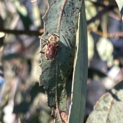 Lasioglossum (Parasphecodes) sp. (genus & subgenus) at Russell, ACT - 4 Sep 2023 04:19 PM