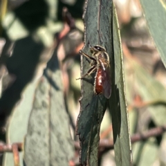 Lasioglossum (Parasphecodes) sp. (genus & subgenus) at Russell, ACT - 4 Sep 2023