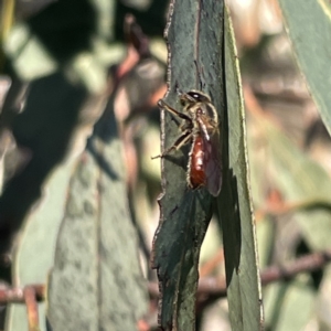 Lasioglossum (Parasphecodes) sp. (genus & subgenus) at Russell, ACT - 4 Sep 2023 04:19 PM