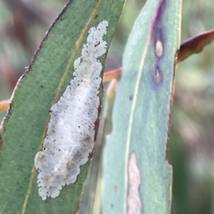 Glycaspis sp. (genus) at Russell, ACT - 4 Sep 2023 by Hejor1