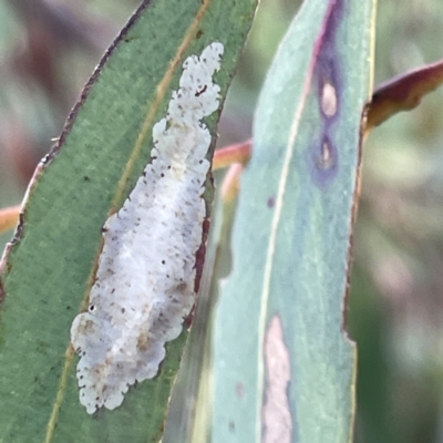 Glycaspis sp. (genus) at Russell, ACT - 4 Sep 2023 by Hejor1